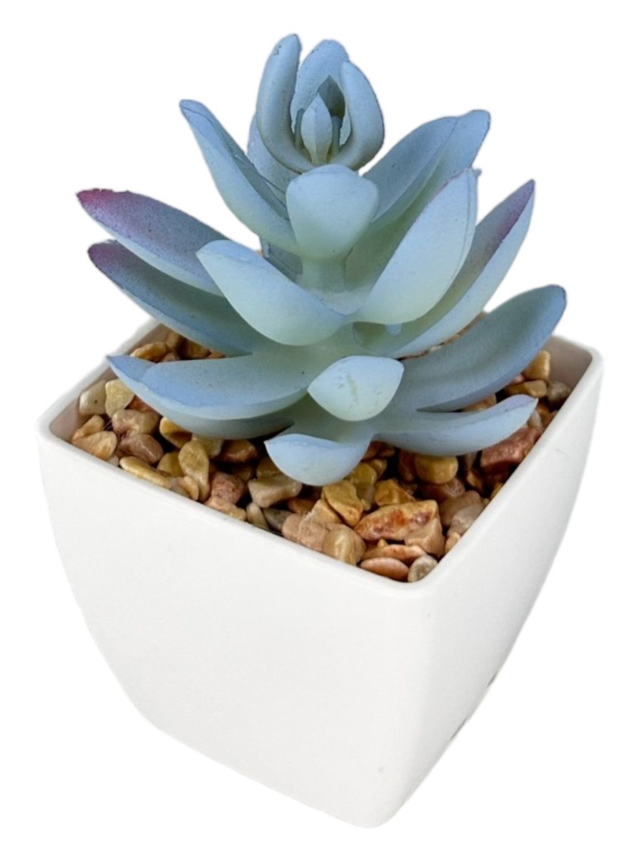 Moka Home Suculenta Surtido | Plantas