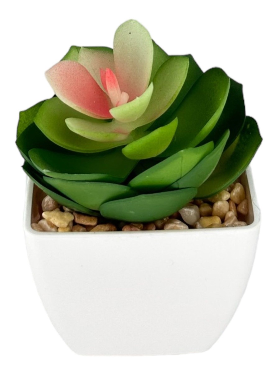 Moka Home Suculenta Surtido | Plantas