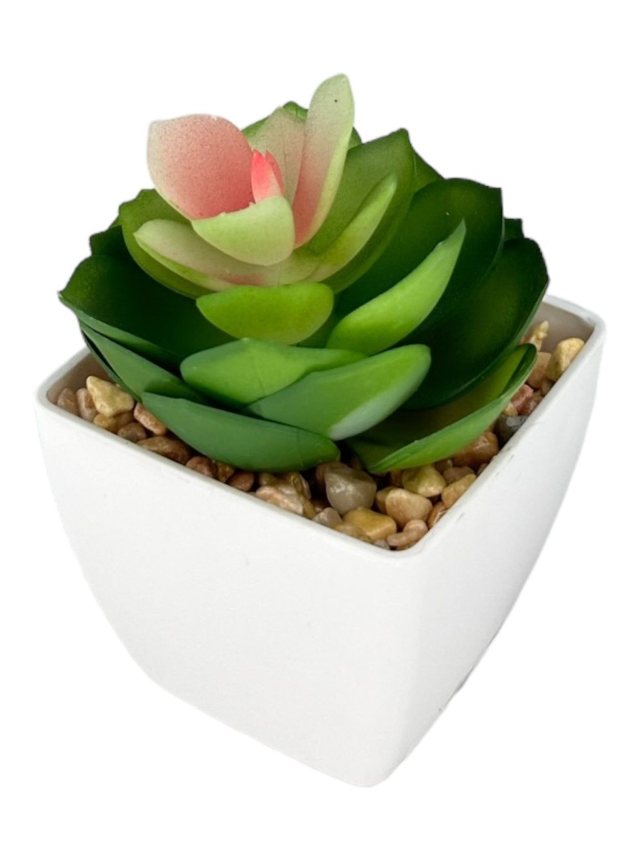 Moka Home Suculenta Surtido | Plantas