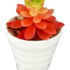 Moka Home Suculenta Surtido | Plantas