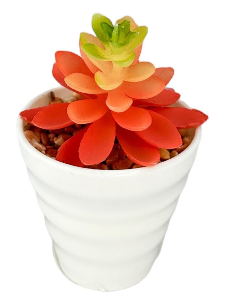 Moka Home Suculenta Surtido | Plantas