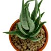 Moka Home Plantas Artificiales | Plantas