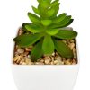 Moka Home Suculenta Surtido | Plantas