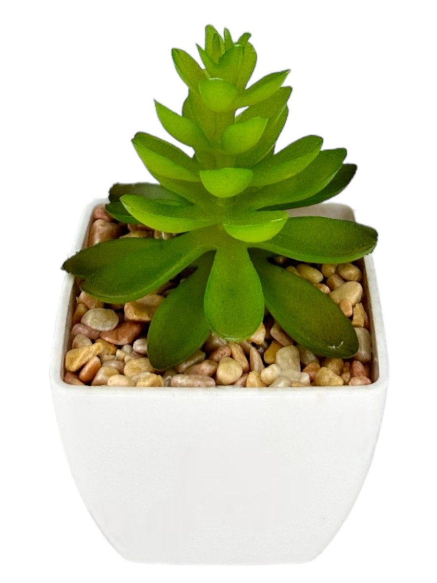 Moka Home Suculenta Surtido | Plantas