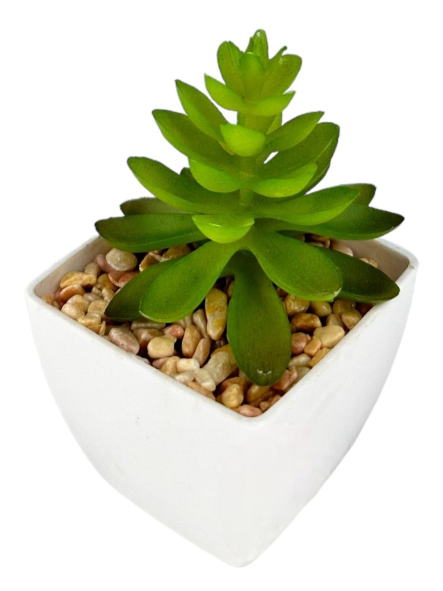 Moka Home Suculenta Surtido | Plantas