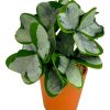 Moka Home Plantas Artificiales | Plantas