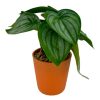 Moka Home Plantas Artificiales | Plantas